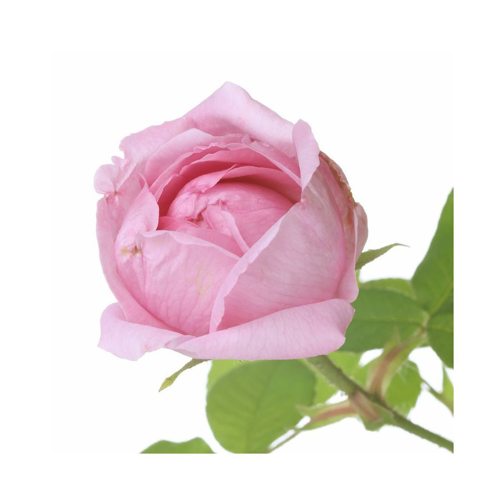 Aroma Spray Rose Absolue